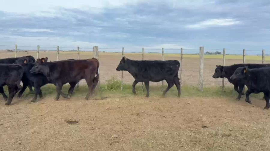 Lote TERNERAS
