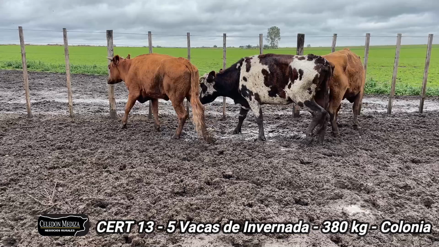Lote 5 Vacas de Invernada en Colonia