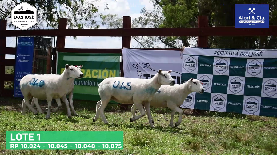 Lote 4 Borregas Texel a remate en Texel Don José 2022 en Tupambaé