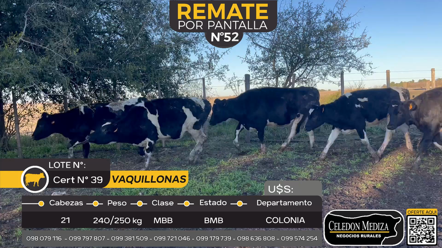 Lote 21 Vaquillonas  en Estanzuela, Colonia