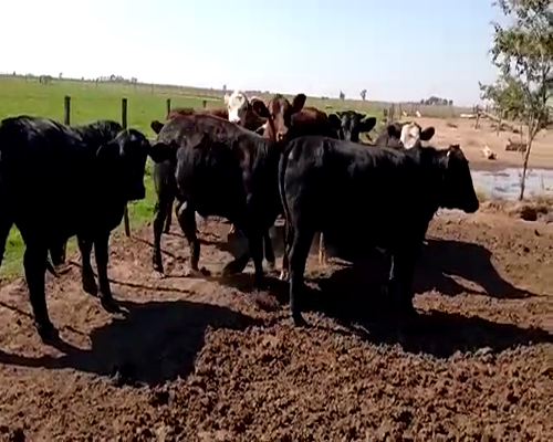 Lote (Vendido)9 Novillitos y vaquillonas a remate en Primer Remate Virtual, Córdoba