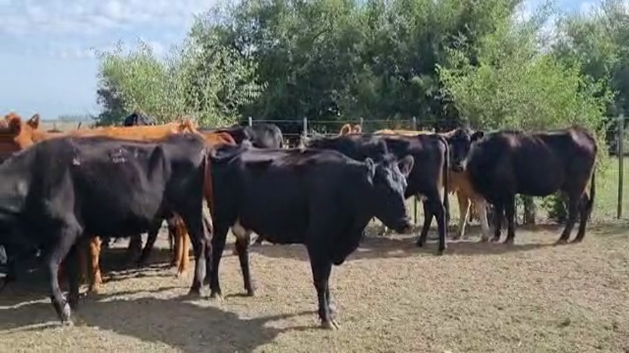 Lote 21 Vacas medio uso C/ gtia de preñez en Brandsen, Buenos Aires