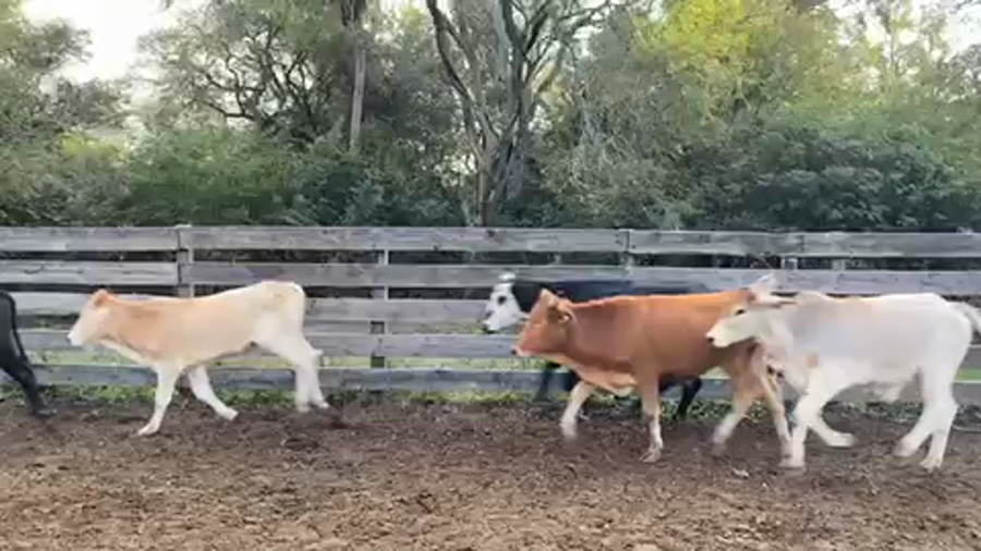 Lote 105 Novillitos en Pto. Eva Perón, Chaco