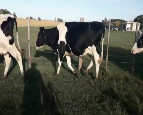 Lote Vacas Preñadas
