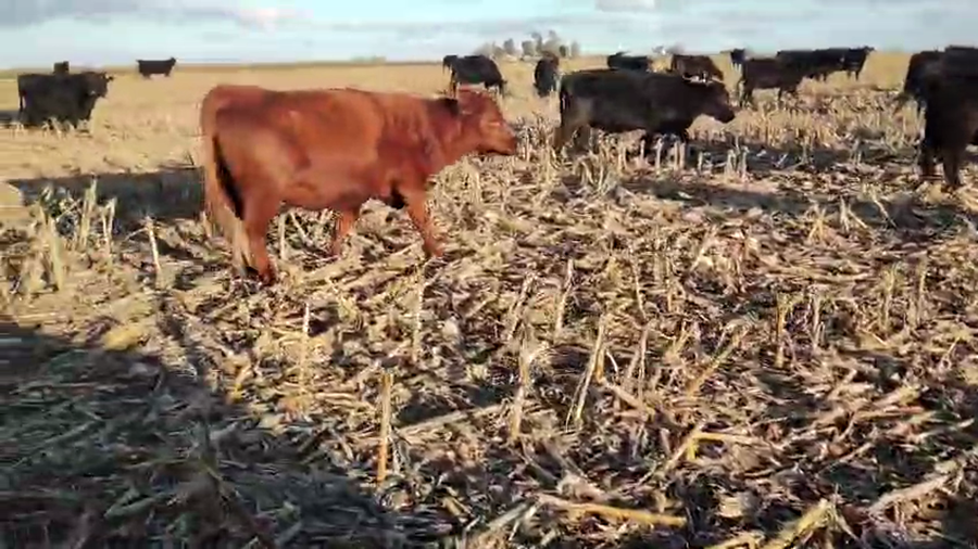 Lote 34 Vacas nuevas C/ gtia de preñez en Pehuajó