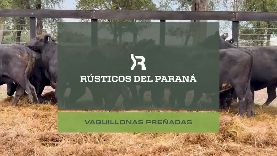 Lote VAQ. PREÑADAS GENERALES