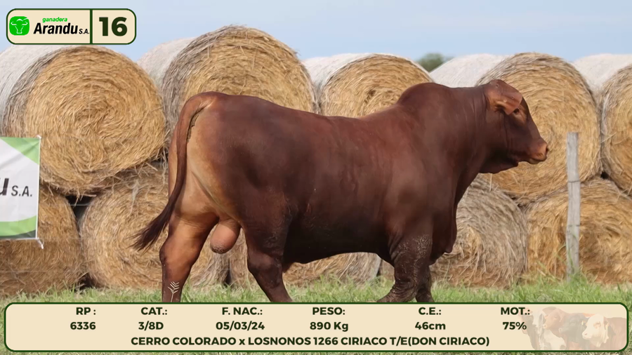 Lote LOTE 16