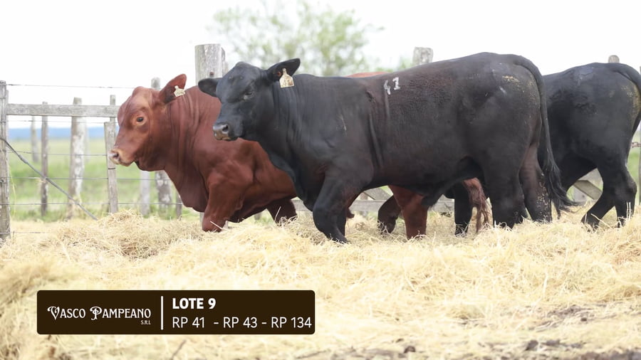 Lote TOROS BRANGUS