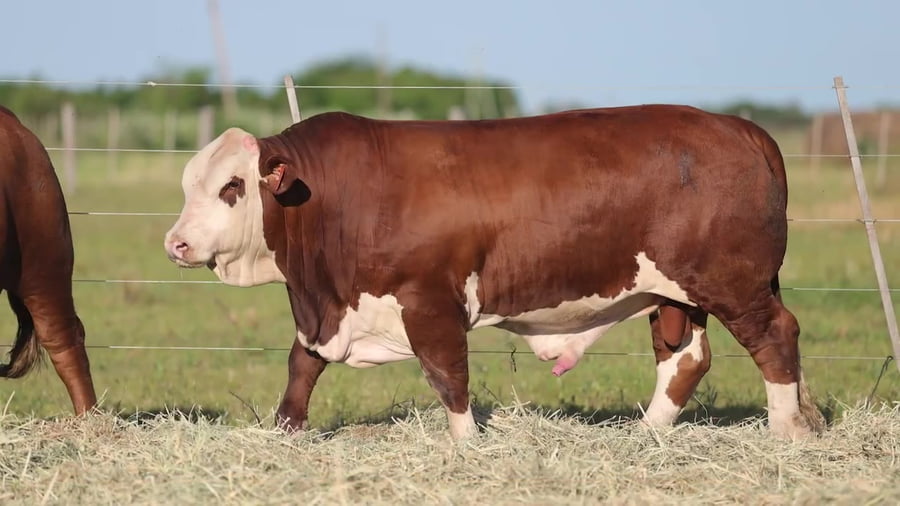 Lote Toros Braford - Cabaña El Cambio