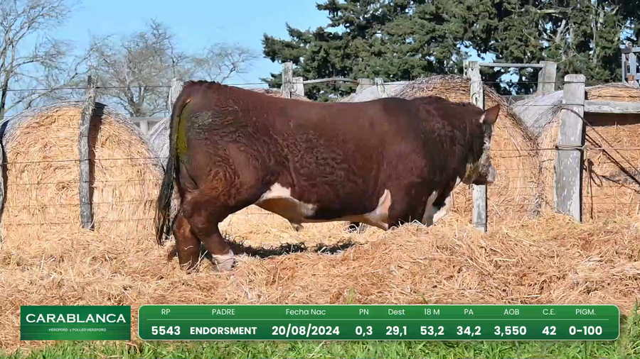 Lote Hereford Morixe