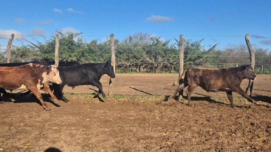 Lote 56 Terneros en Corrientes, Yapeyú