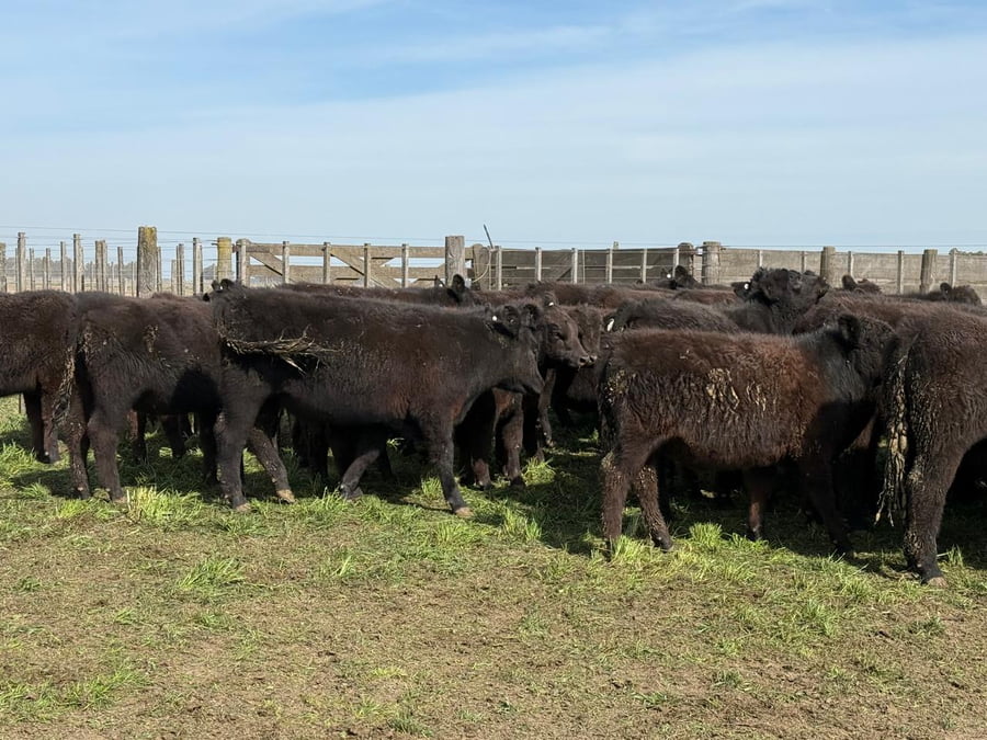 Lote 200 Novillitos en Tres Arroyos