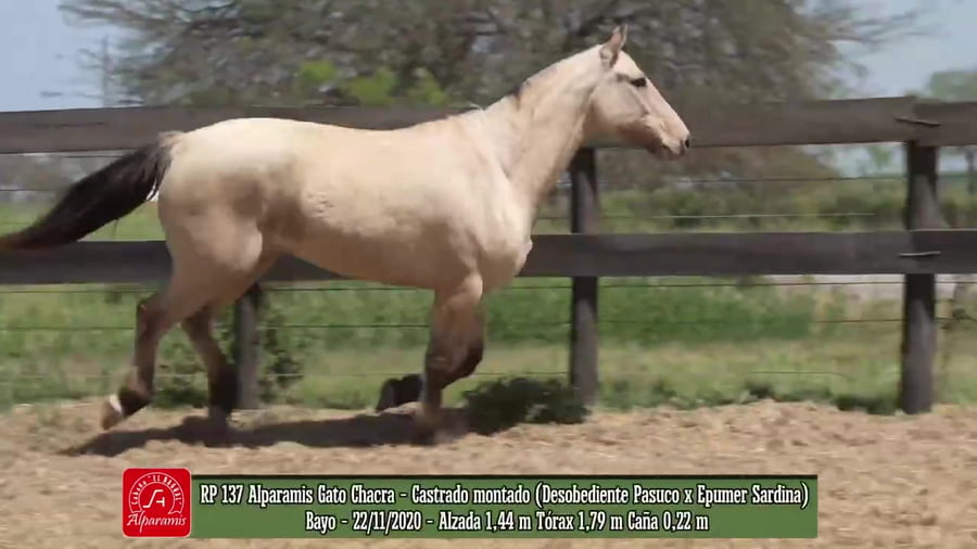 Lote Castrado montado