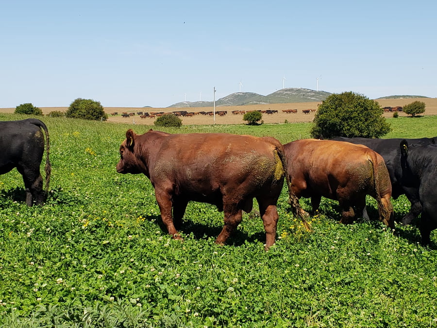 Lote TOROS MANCHEGA