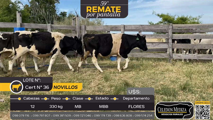 Lote 12 Novillos a 10 km de Trinidad, Flores