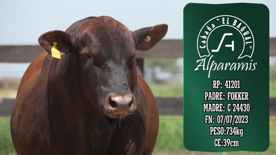 Lote Toro