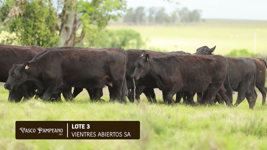 Lote VIENTRES ABIERTOS SA