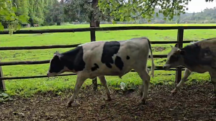 Lote 105 Ternero en Osorno, X Región Los Lagos