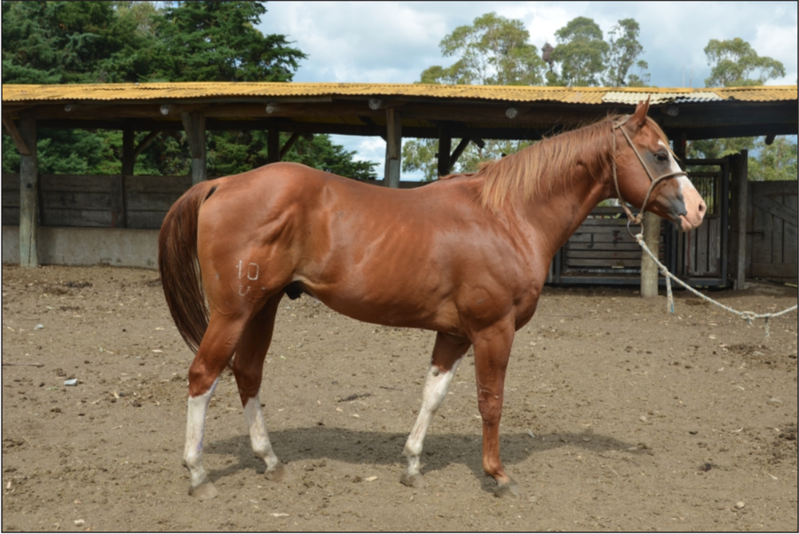 Lote VDA TINGAZU VERSE