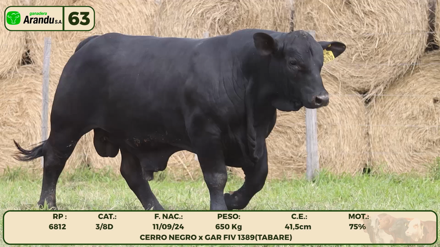 Lote LOTE 63