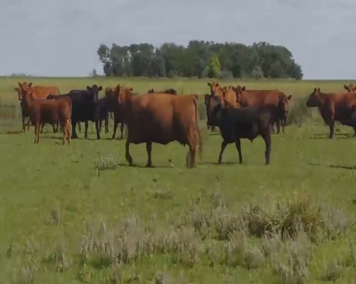 Lote 65 Terneros en Pirovano, Buenos Aires