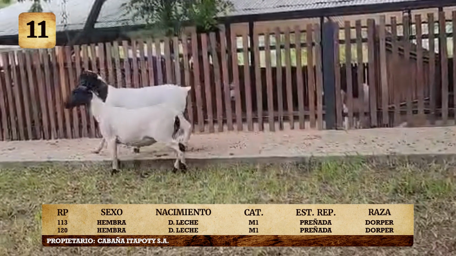 Lote LOTE 11