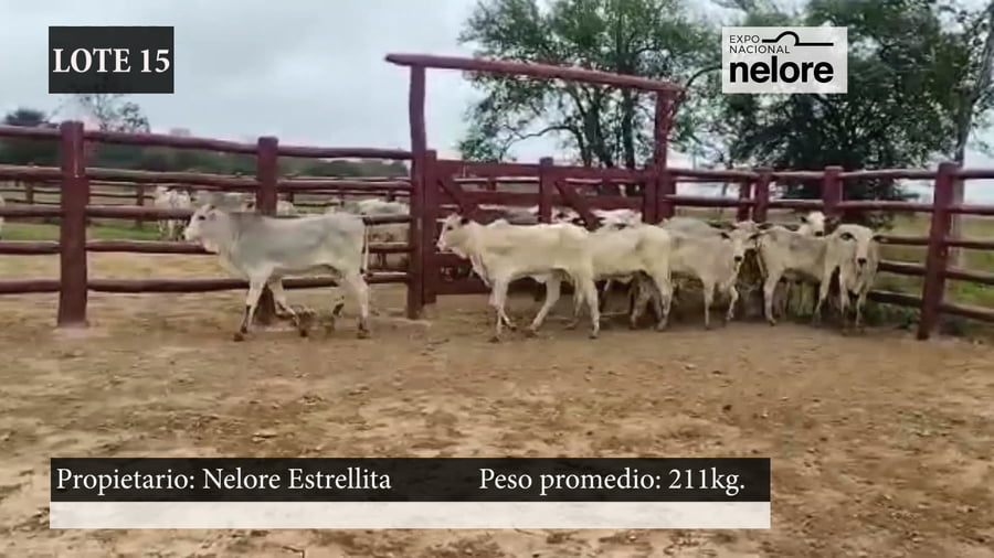 Lote Expo Nacional Terneras - Lote 15