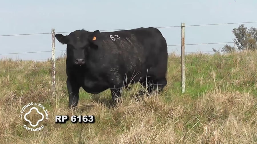 Lote Toro Aberdeen Angus SA de 3 años