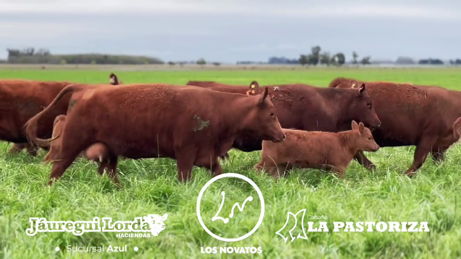 Lote 6 Vaquillonas C/ cria PC