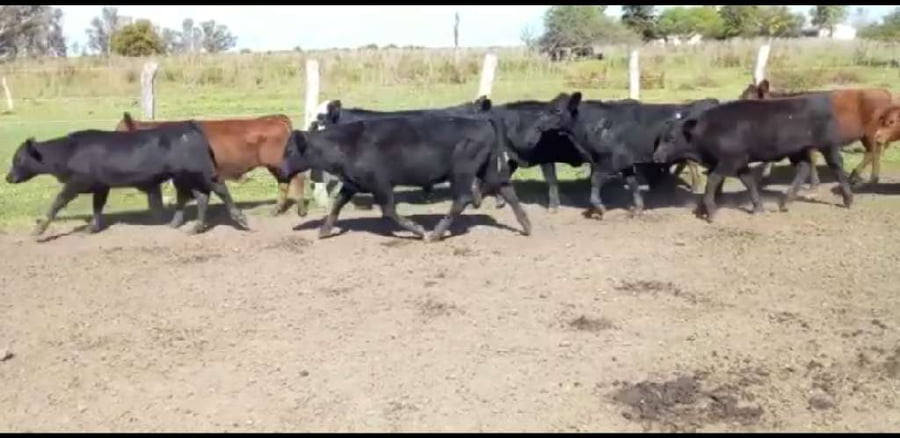 Lote 75 Terneros/as en Villaguay, Entre Ríos