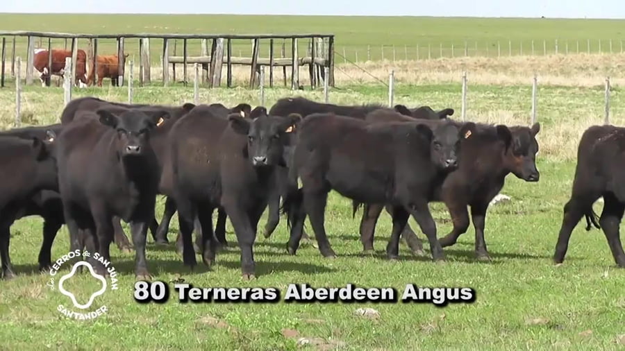 Lote 80 terneras