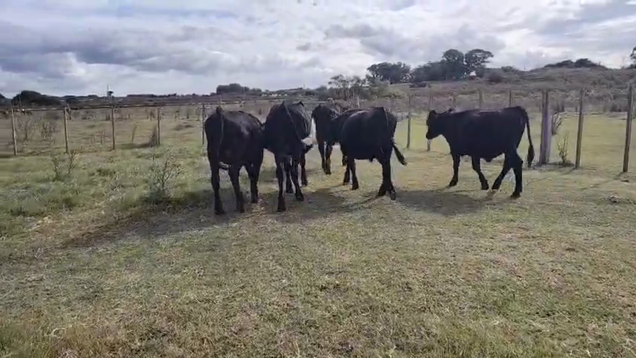 Lote 5 Novillos a remate en Pantalla Camy, San José