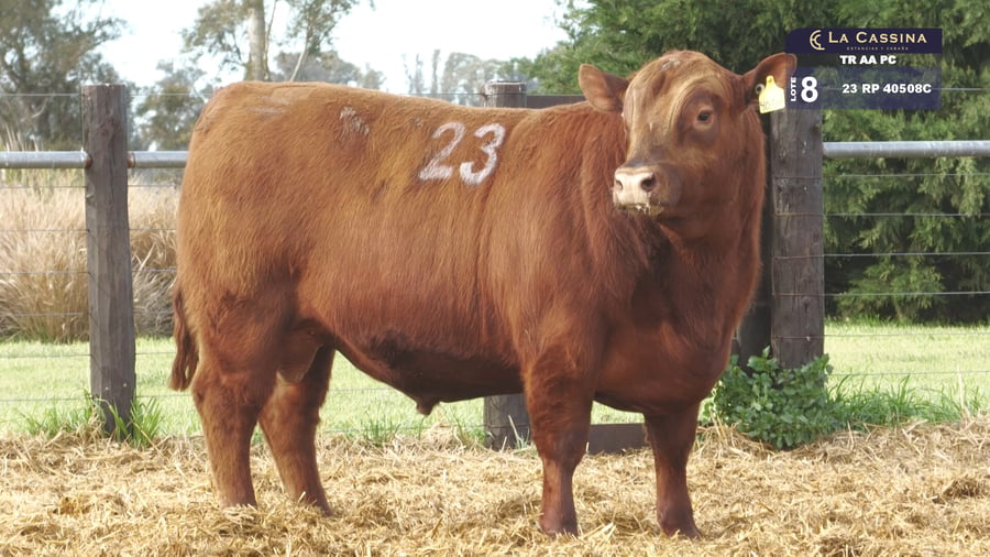 Lote TOROS ANGUS PURO CONTROLADO