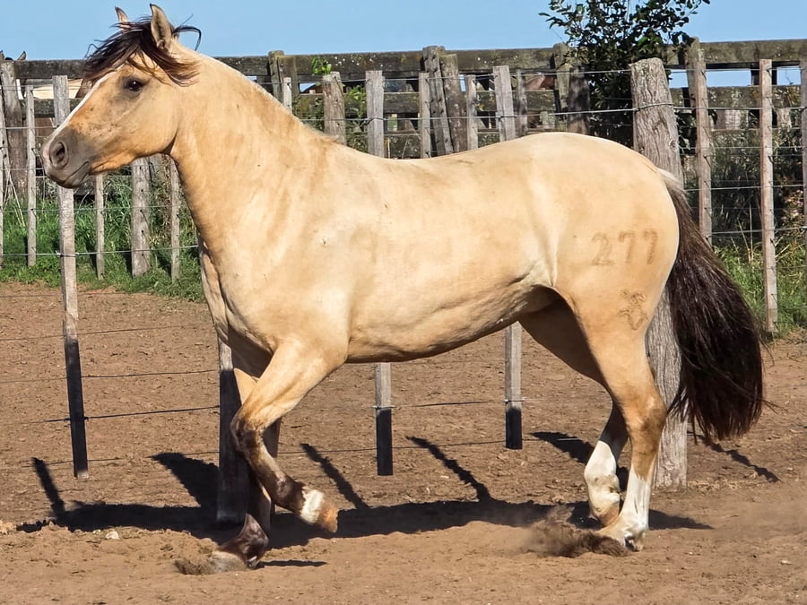 Lote Goyaz Chico Zumba