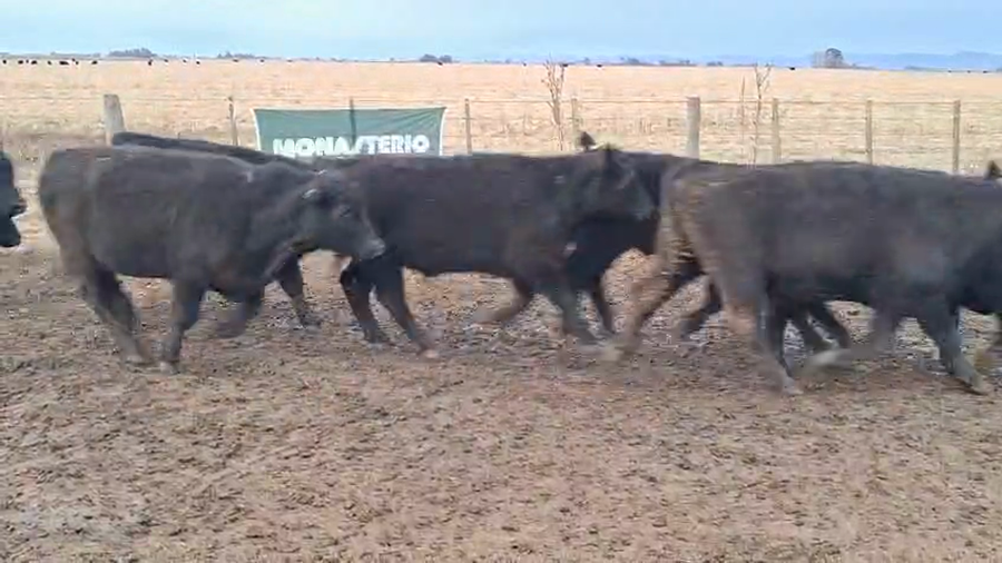 Lote 50 Novillitos en Coronel Suarez