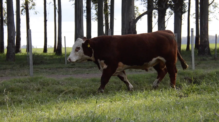Lote POLLED HEREFORD