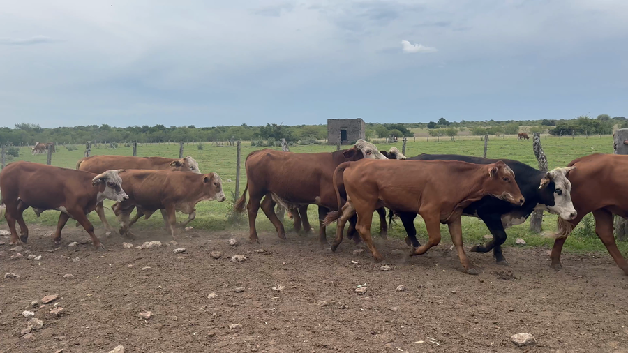 Lote 65 Novillitos/Novillos en Corrientes, Curuzu Cuatia