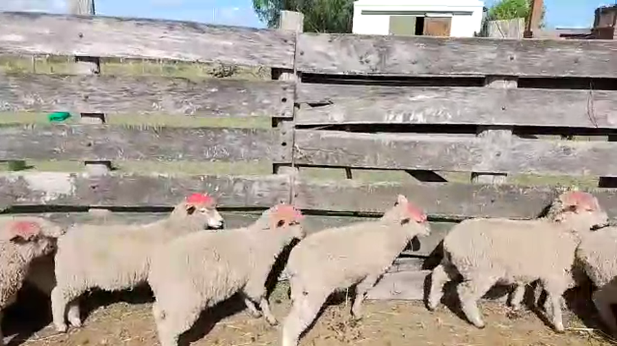 Lote 12 Corderos