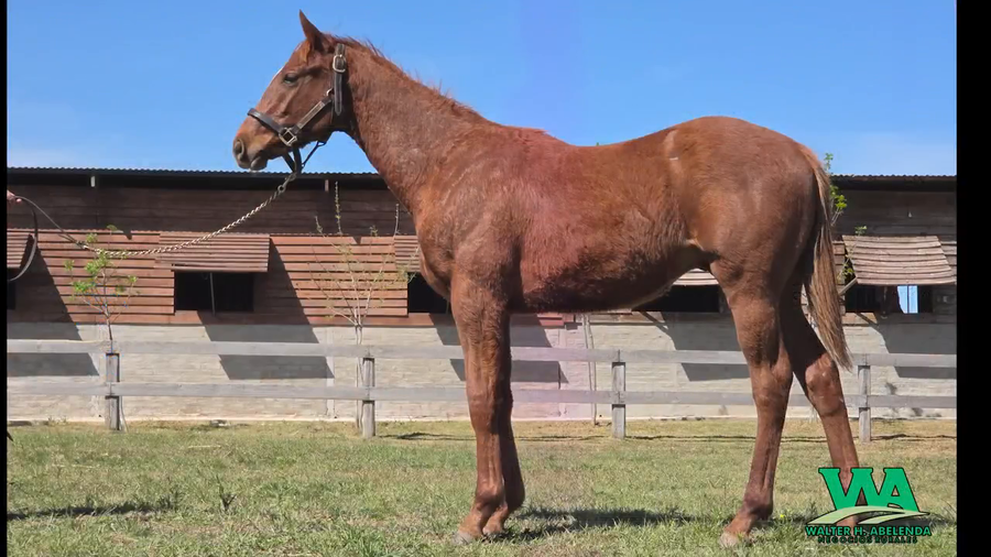 Lote TRANSONICO FLAG