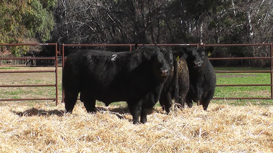 Lote TOROS PUROS DE PEDIGREE