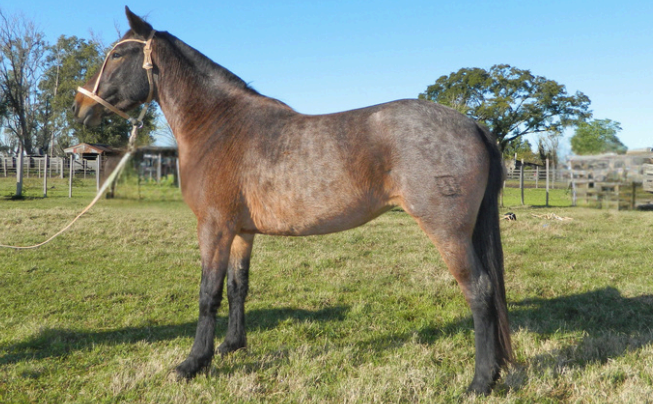 Lote NORTEÑA 244 DE NC