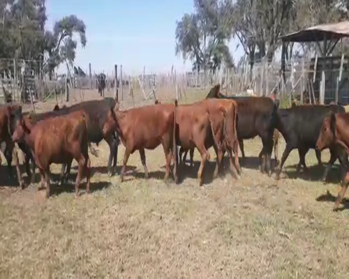 Lote ZAVATTARO JORGE