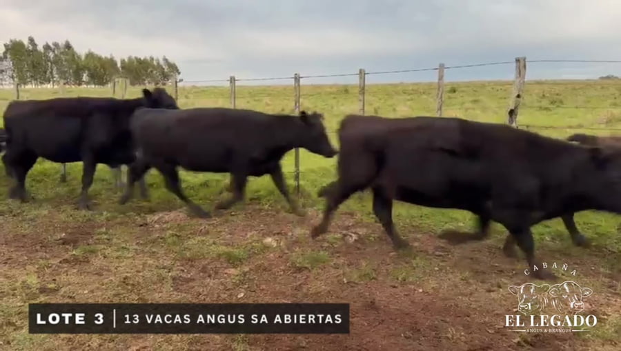 Lote Vacas Angus SA abiertas