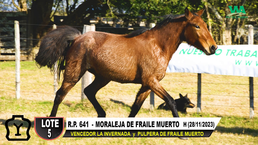 Lote MORALEJA DE FRAILE MUERTO