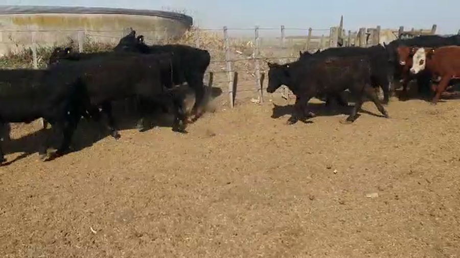 Lote 20 Terneros Cruzas Británicas en Cintra, Córdoba