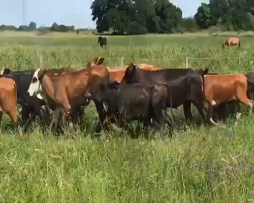 Lote 70 Terneros/as en Pto. Eva Perón, Chaco