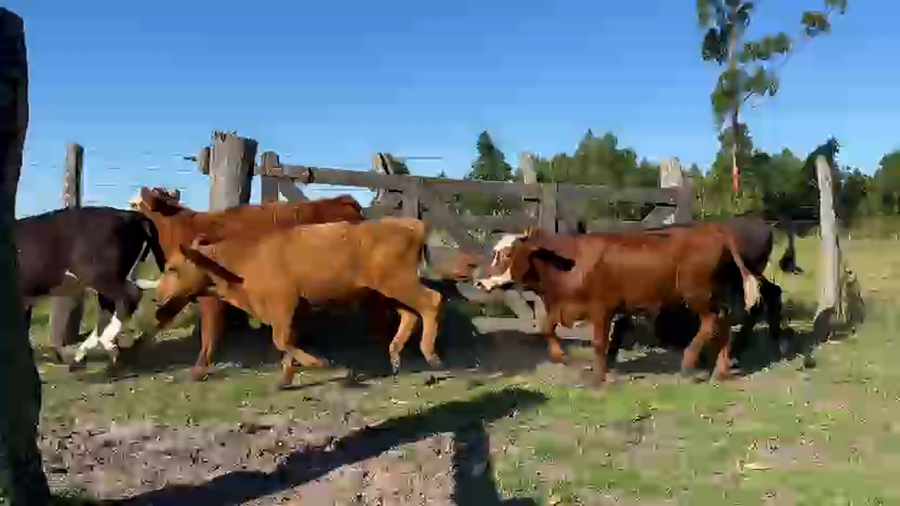 Lote 88 Terneros en Corrientes, Curuzu Cuatia