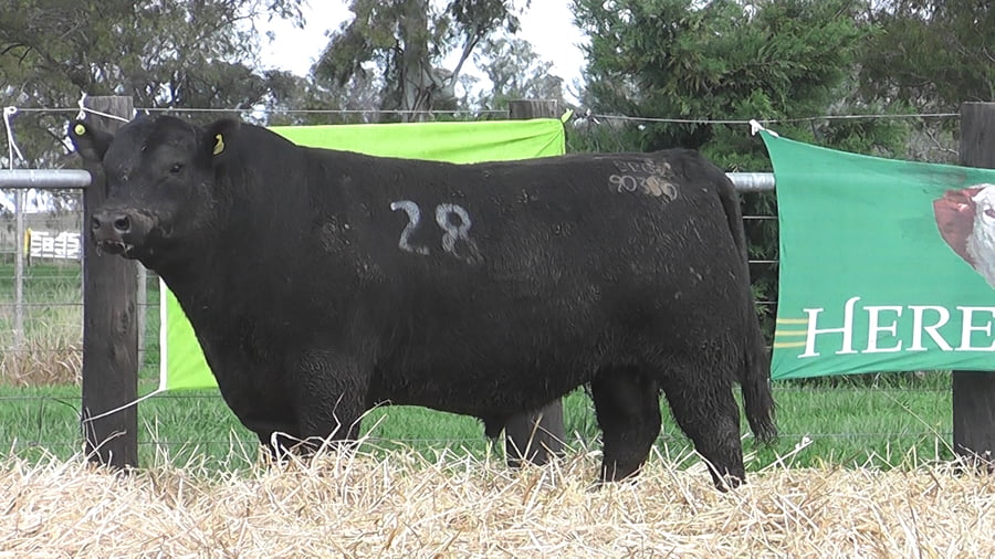Lote TOROS ANGUS PUROS CONTROLADOS