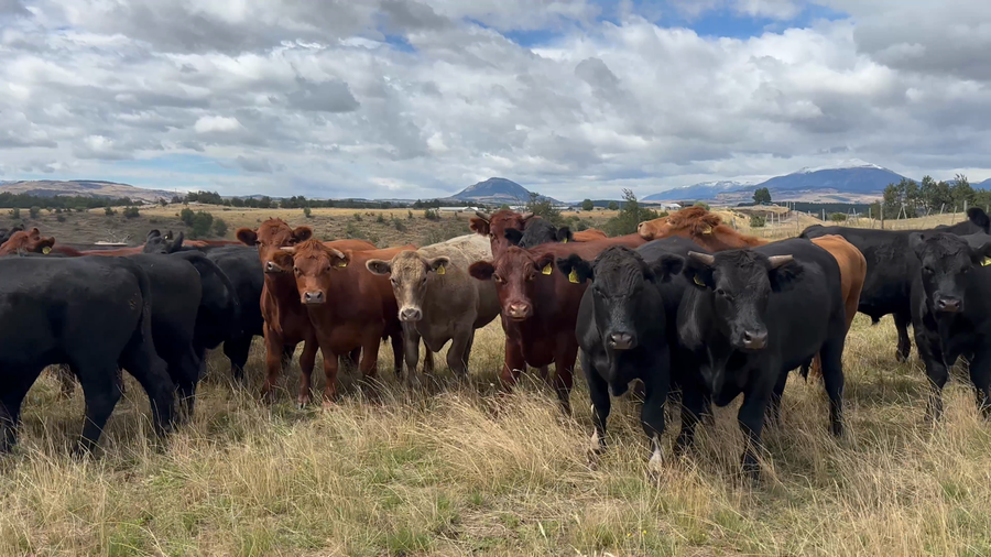 Lote 46 Novillo Engorda en Coyhaique, XI Región Aysén