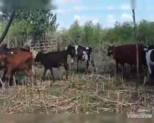 Lote 115 Terneros en Tandil, Buenos Aires